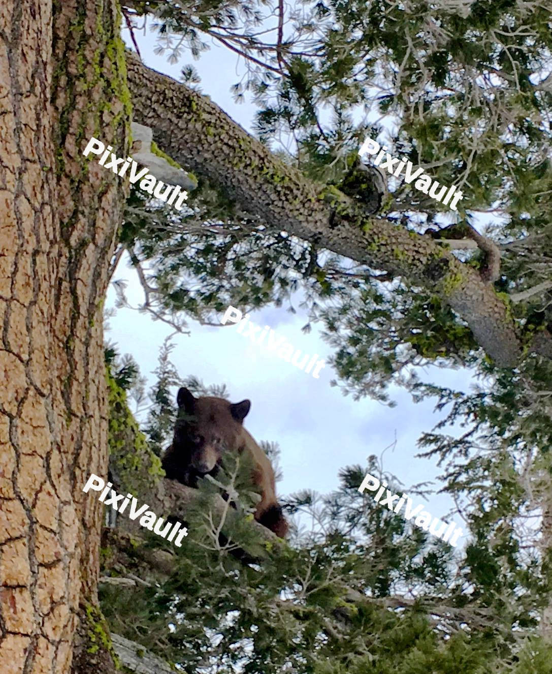 Bear on a tree